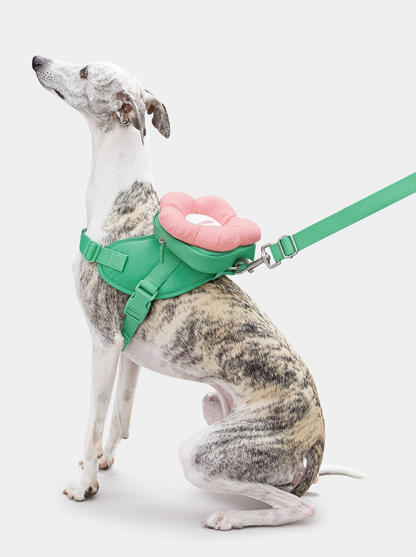 Flora Backpack & Harness 3 in 1 Set - TANK TINKER