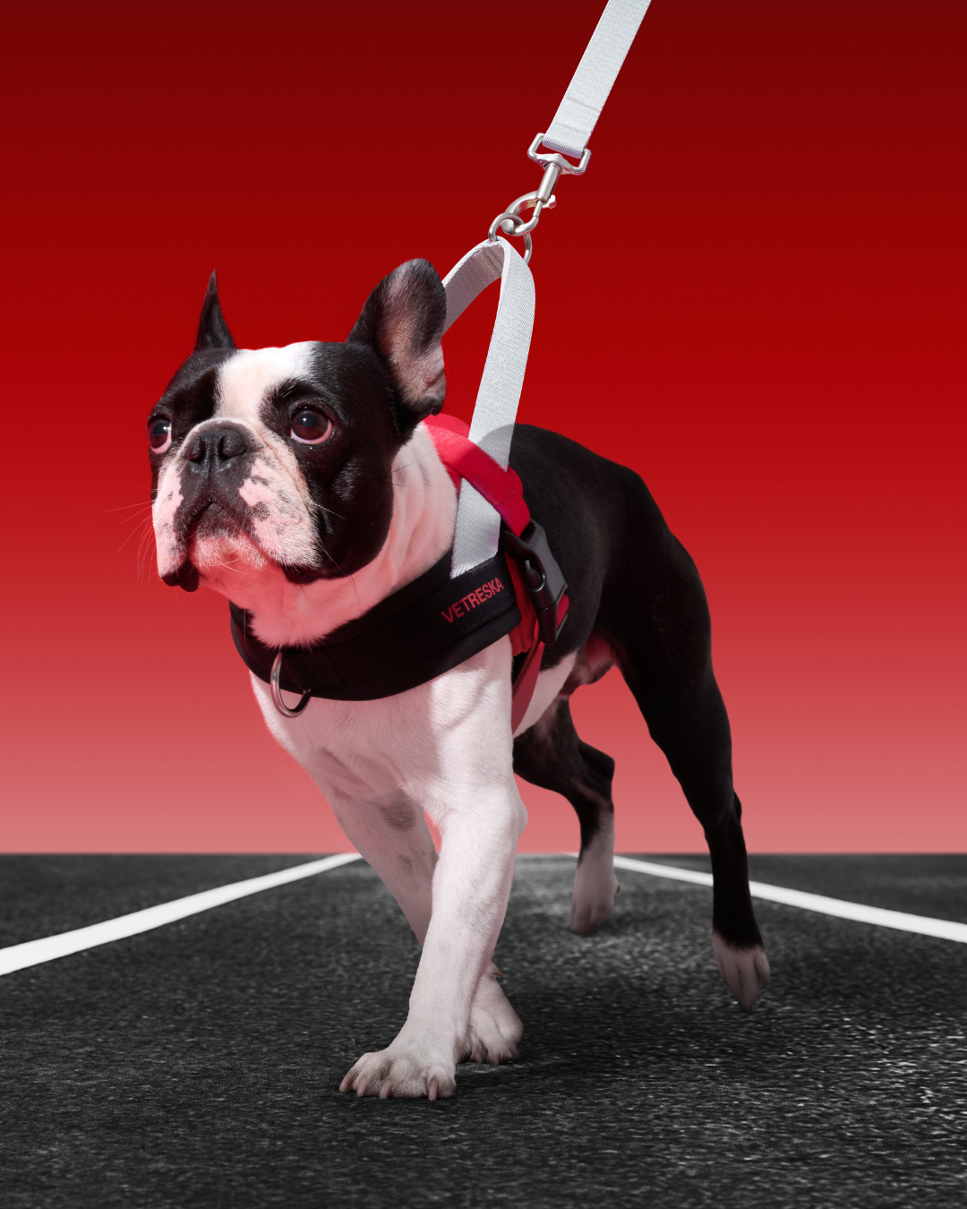 Ollie Bearman Circuit Collection - Quick Fit Pet Harness & Leash Set - TANK TINKER