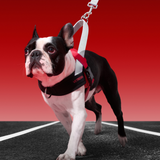 Ollie Bearman Circuit Collection - Quick Fit Pet Harness & Leash Set - TANK TINKER