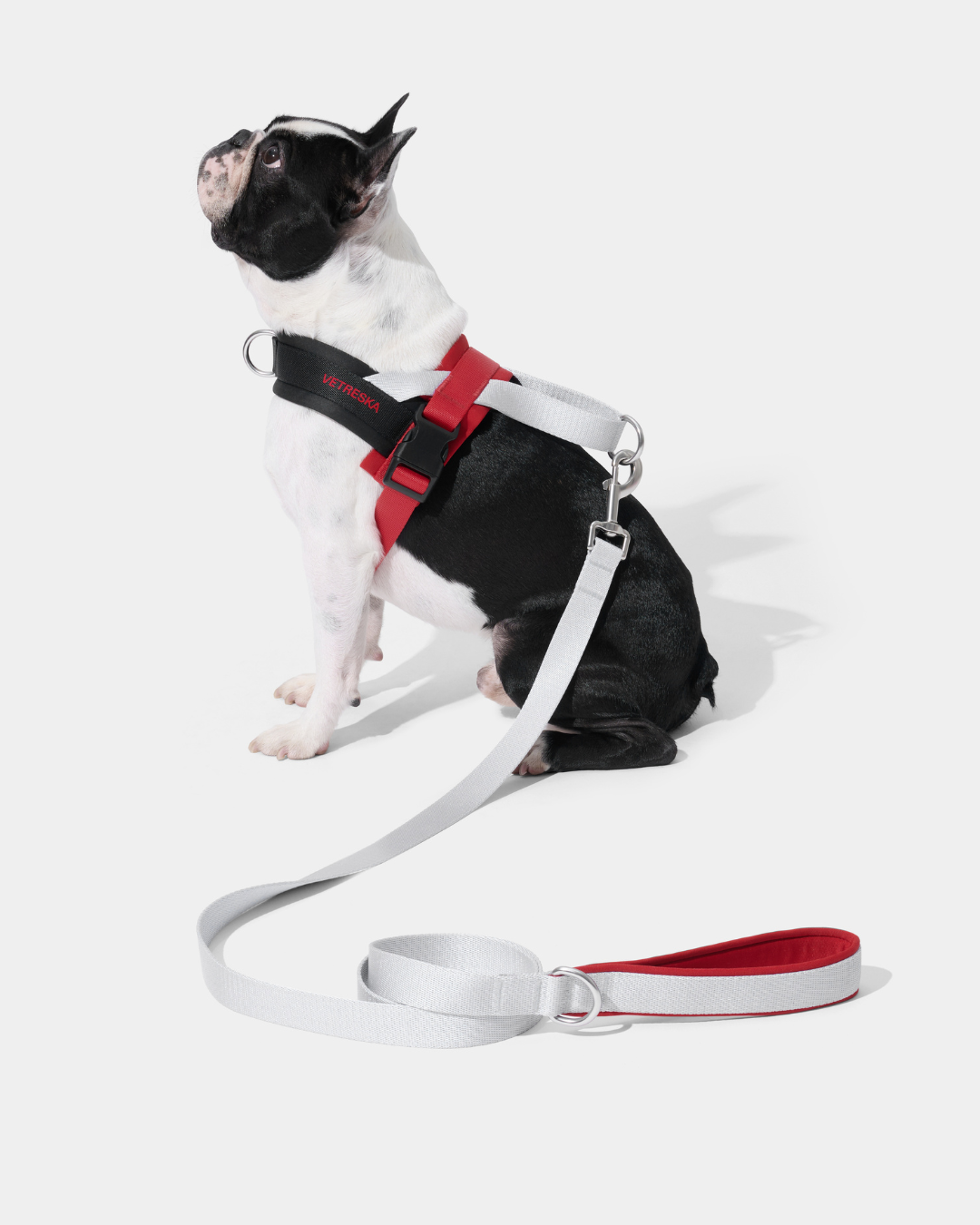 Ollie Bearman Circuit Collection - Quick Fit Pet Harness & Leash Set - TANK TINKER