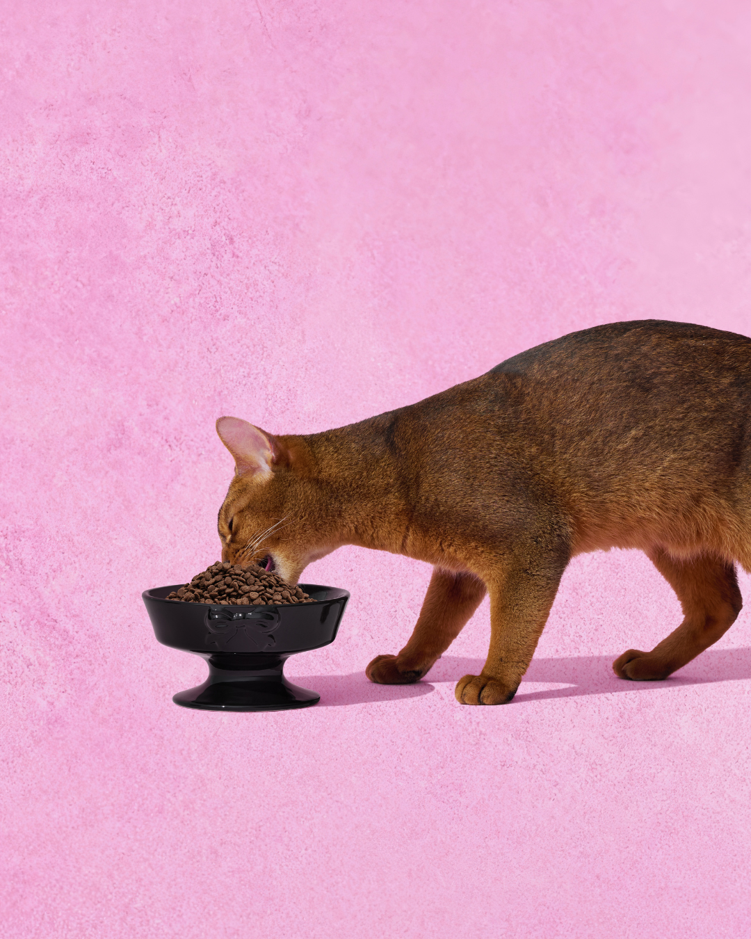 Bow de Noir Ceramic Pet Bowl - TANK TINKER