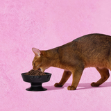 Bow de Noir Ceramic Pet Bowl - TANK TINKER