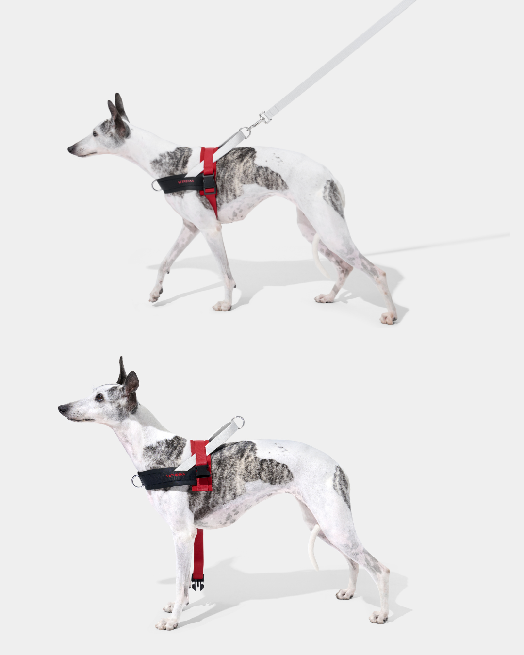Ollie Bearman Circuit Collection - Quick Fit Pet Harness & Leash Set - TANK TINKER