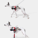 Ollie Bearman Circuit Collection - Quick Fit Pet Harness & Leash Set - TANK TINKER