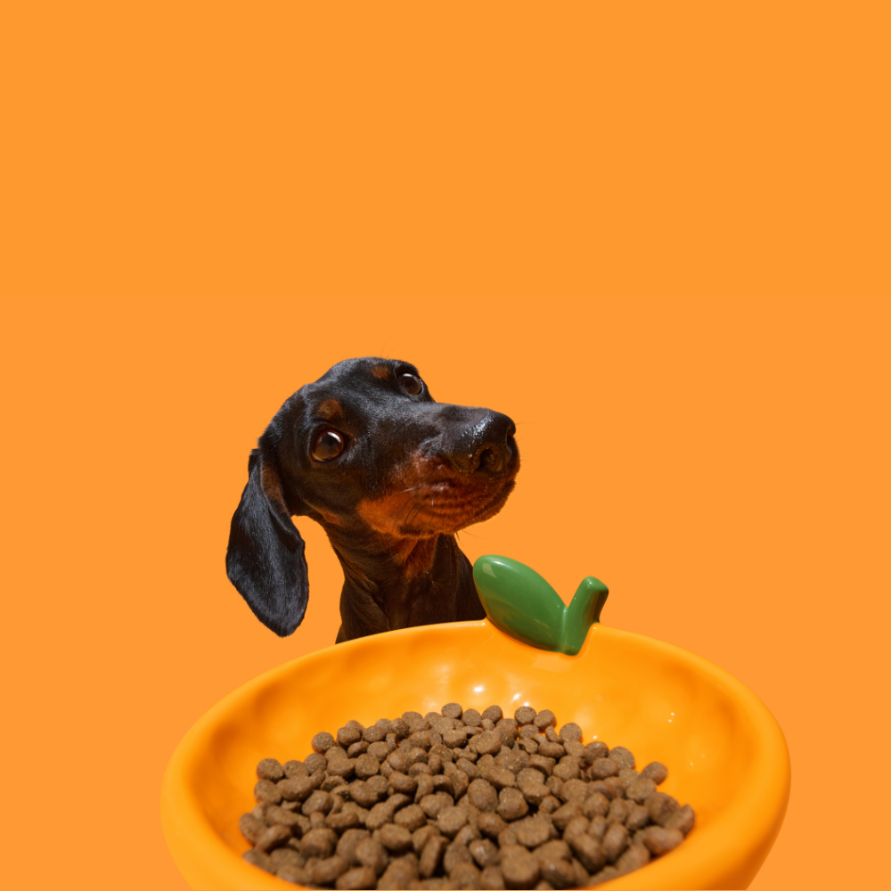Tangerine Ceramic Pet Bowl - TANK TINKER
