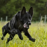 Line harness long WD - TANK TINKER