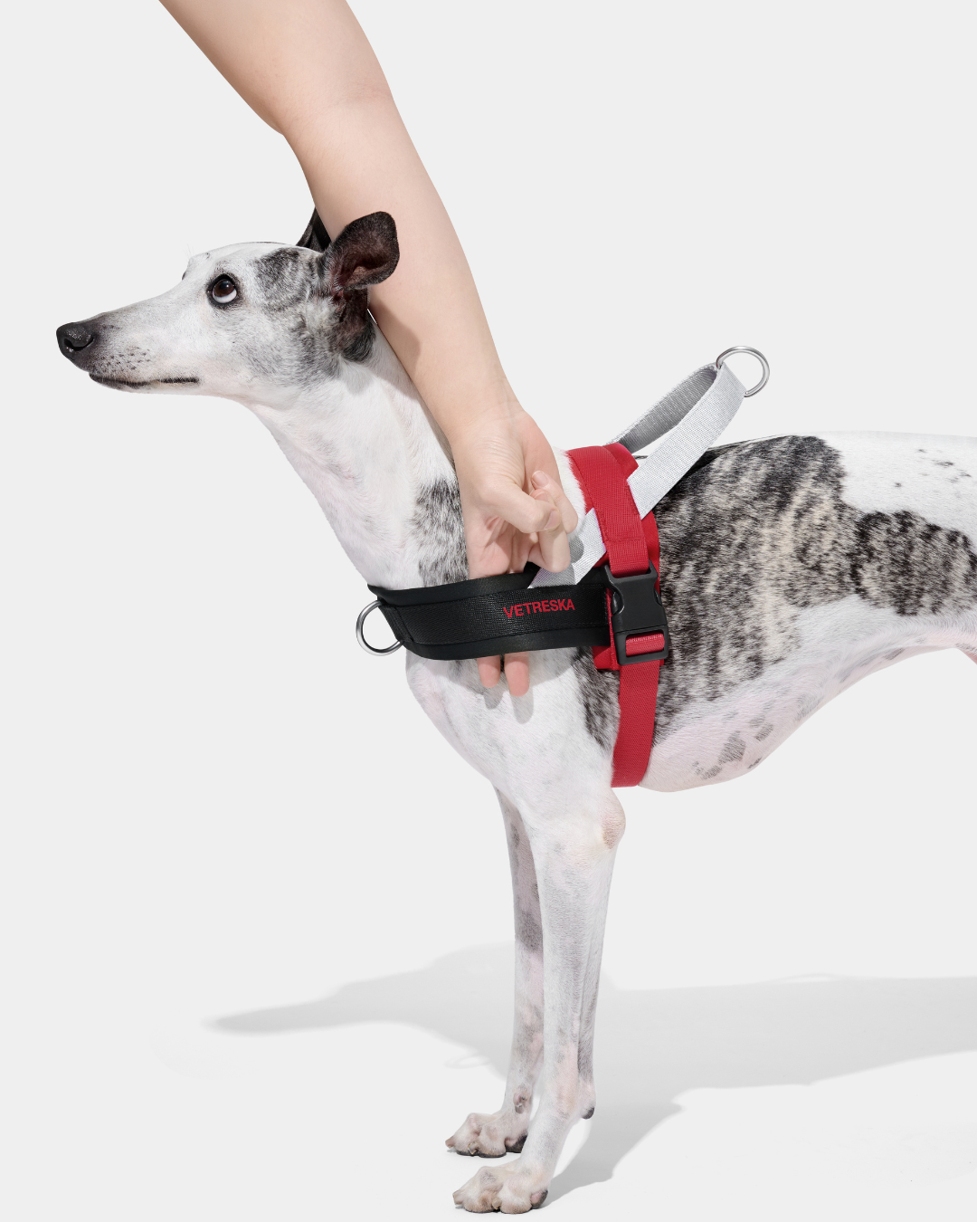 Ollie Bearman Circuit Collection - Quick Fit Pet Harness & Leash Set - TANK TINKER