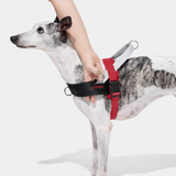 Ollie Bearman Circuit Collection - Quick Fit Pet Harness & Leash Set - TANK TINKER