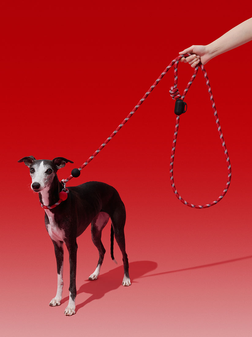 Ollie Bearman Circuit Collection - Connect Multifunction Hands-Free Rope Leash For Pets - TANK TINKER