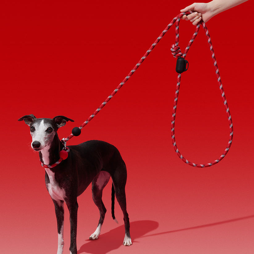 Ollie Bearman Circuit Collection - Connect Multifunction Hands-Free Rope Leash For Pets - TANK TINKER