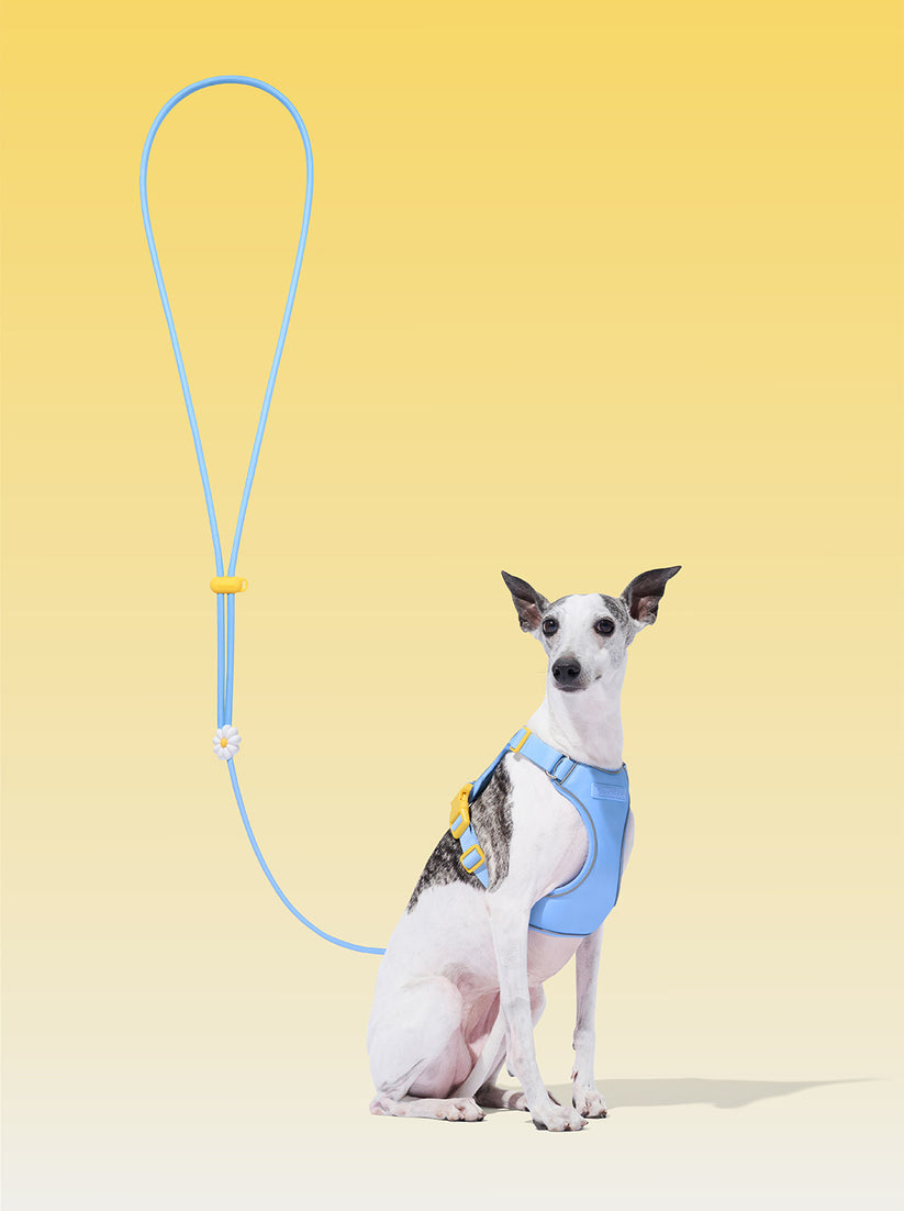 Connect (Premium) Classic Rope Leash for Pets - TANK TINKER