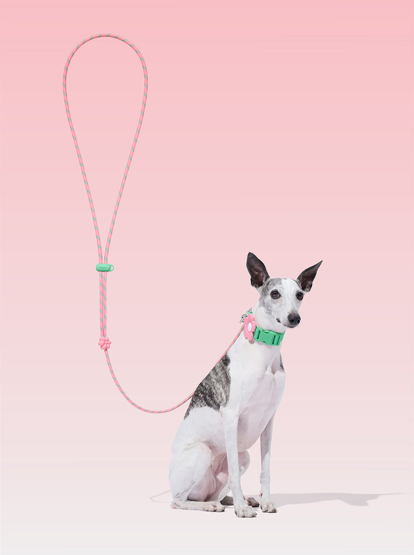 Connect (Premium) Classic Rope Leash for Pets - TANK TINKER