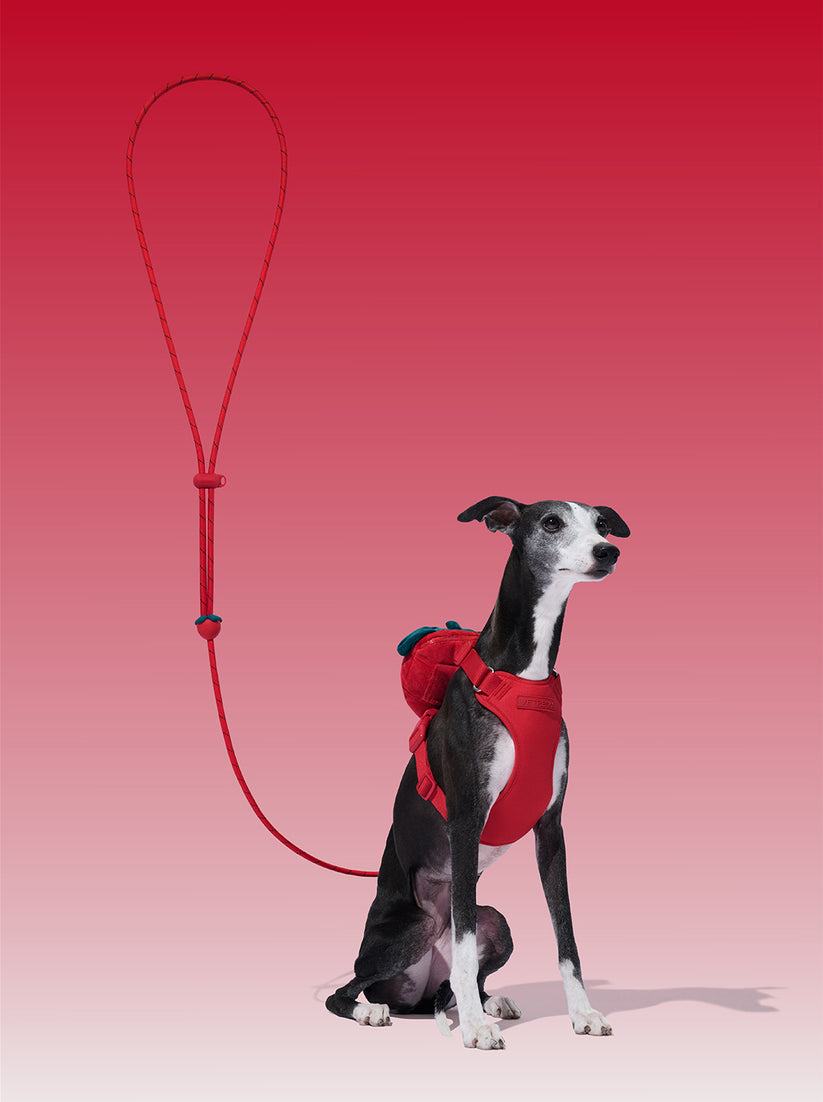 Connect (Premium) Classic Rope Leash for Pets - TANK TINKER