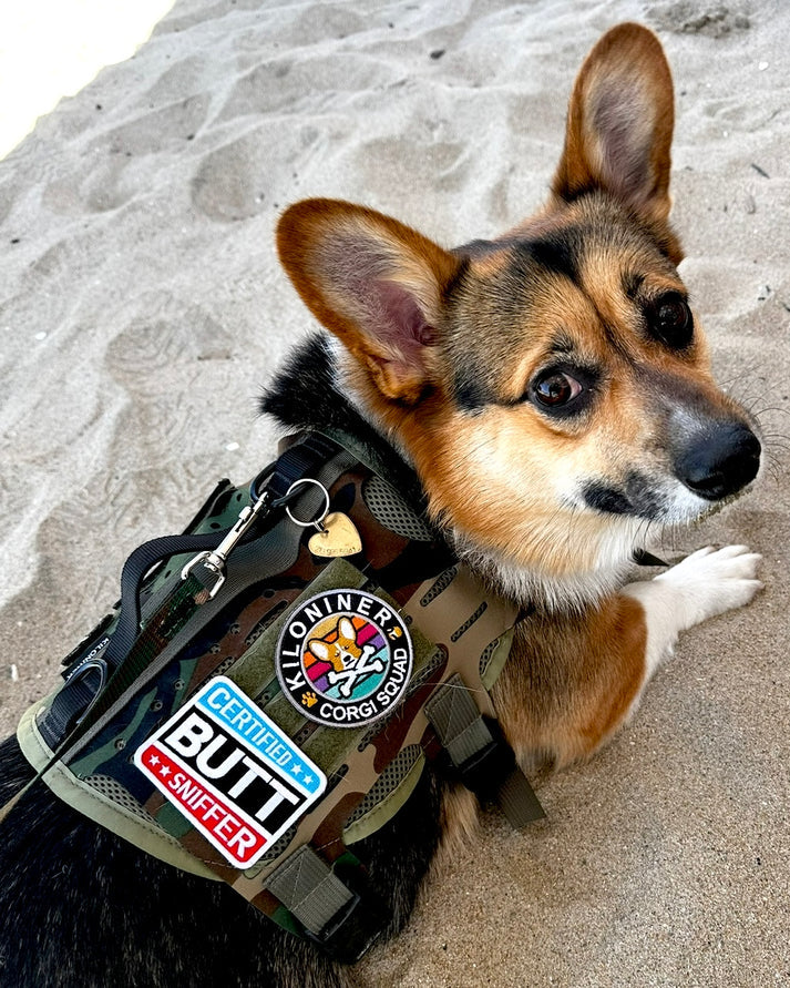 MINI CORGI SQUAD - Morale Patch - TANK TINKER