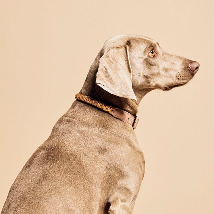 Fracci Dog Collar - TANK TINKER