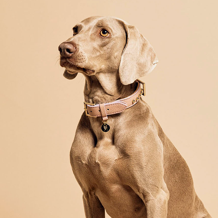 Taglioni Dog Collar - TANK TINKER