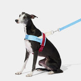 Mist and Merlot Pet Harness & Leash Set - TANK TINKER