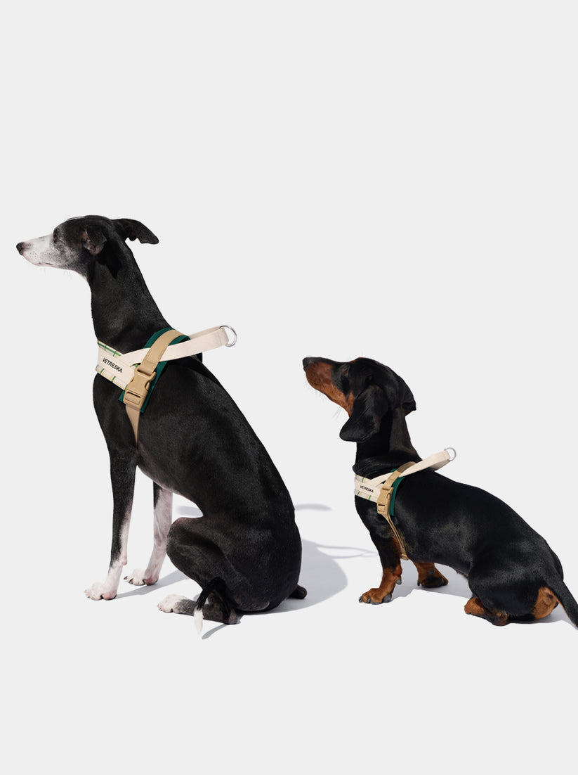 Santal Forest Quick Fit Pet Harness & Leash Set - TANK TINKER