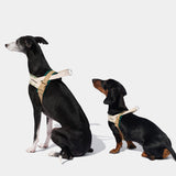 Santal Forest Quick Fit Pet Harness & Leash Set - TANK TINKER