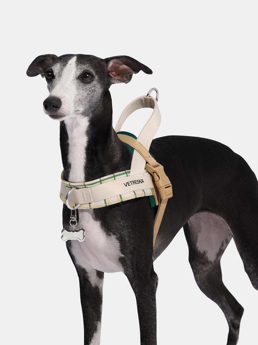 Santal Forest Quick Fit Pet Harness & Leash Set - TANK TINKER