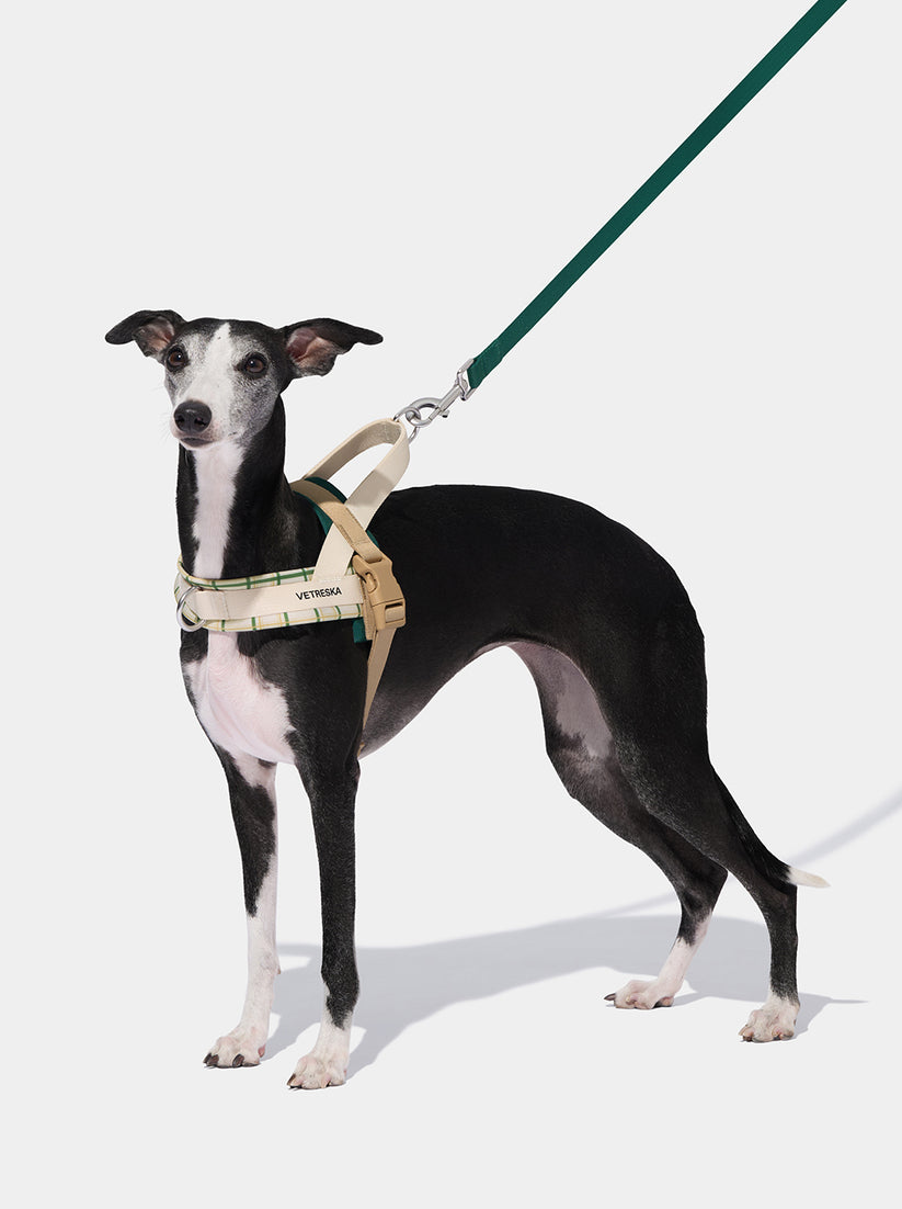 Santal Forest Quick Fit Pet Harness & Leash Set - TANK TINKER