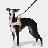 Santal Forest Quick Fit Pet Harness & Leash Set - TANK TINKER