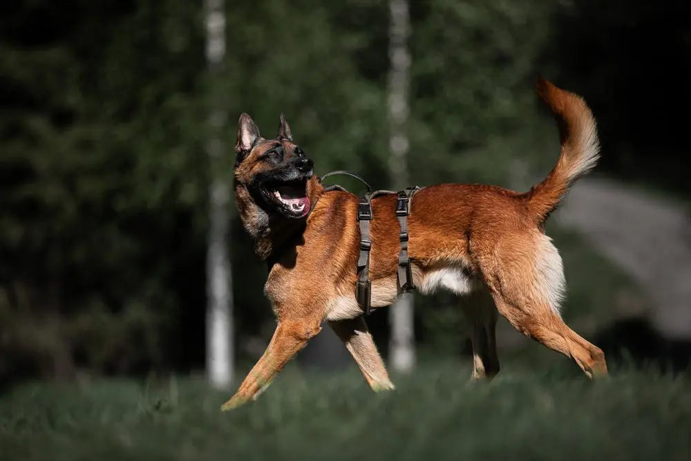 Line harness long WD - TANK TINKER